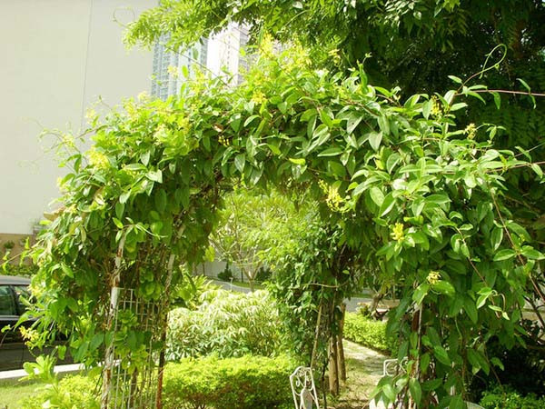 Dây kim đồng trồng trên vòm cổng với hoa vàng rực rỡ.