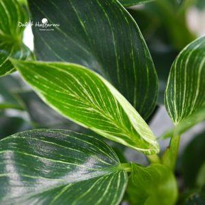 Lá cây Đế Vương Kim Cương Philodendron Birkin với vân trắng nổi bật