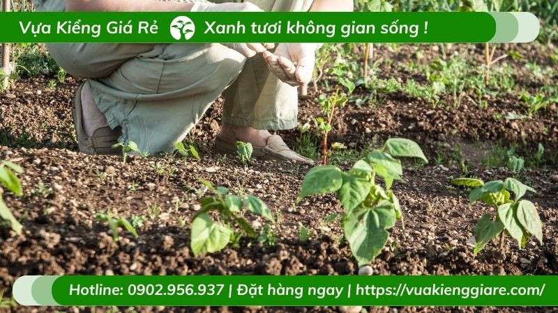 Các bầu cây dưa tây con sẵn sàng cho việc trồng