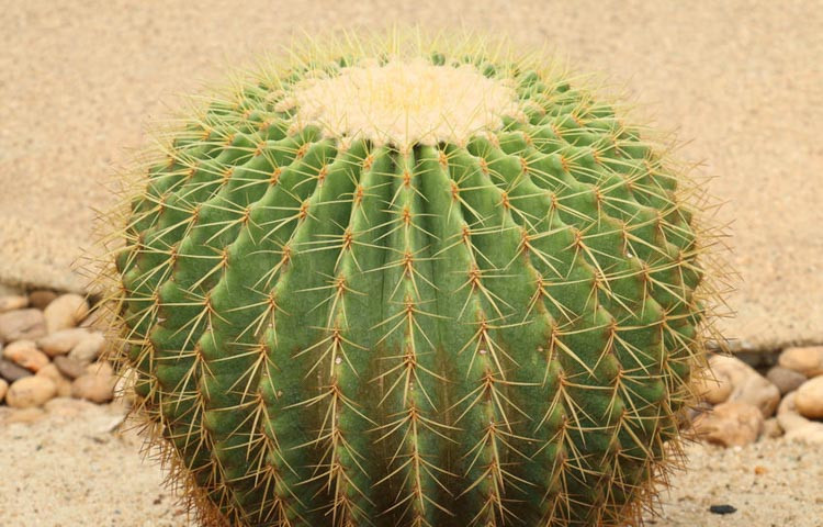 Cây xương rồng Kim Hổ (Echinocactus grusonii) dáng cầu, gai vàng óng, phổ biến làm cây kiểng