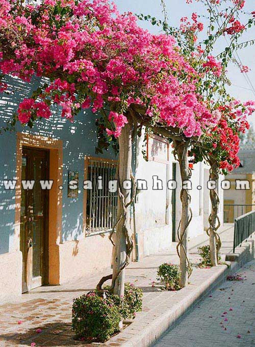 Giàn hoa giấy nhiều màu sắc phủ kín không gian.