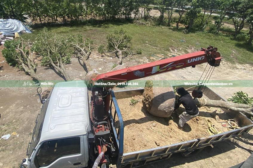 Giao cây lộc vừng tại công trình