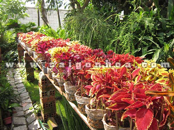 Giỏ cây lá gấm sẵn sàng cho các dự án cảnh quan