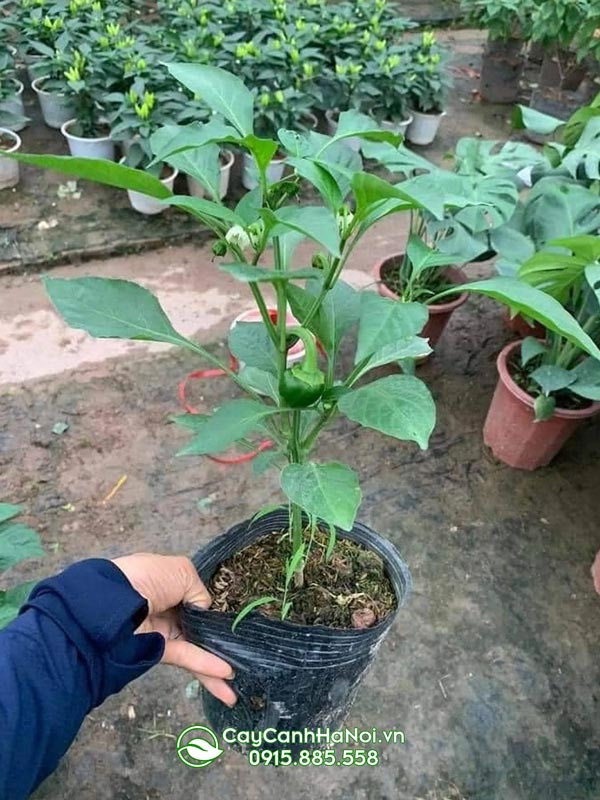Giống cây ớt chuông cảnh