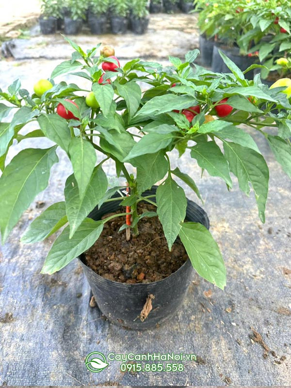 Giống cây ớt tròn Hàn Quốc
