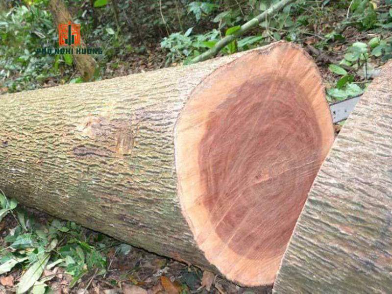 Hình ảnh vân gỗ Gù Hương với các đường nét đặc trưng