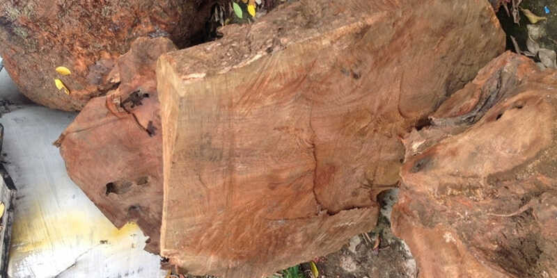 Các khúc gỗ xá xị đã qua sơ chế