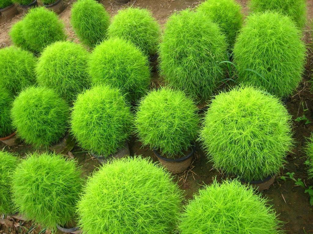 Bụi cỏ đổi màu Kochia lá xanh tươi vào mùa hè