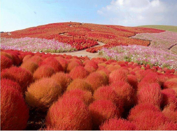 Cánh đồng cỏ đổi màu Kochia chuyển sắc đỏ rực rỡ vào mùa thu