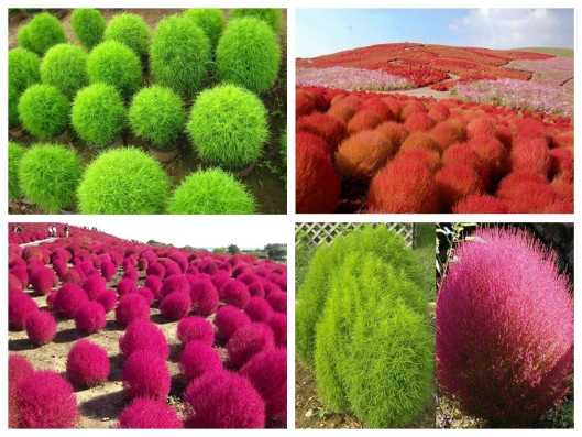Hạt giống cỏ đổi màu Kochia sẵn sàng gieo trồng