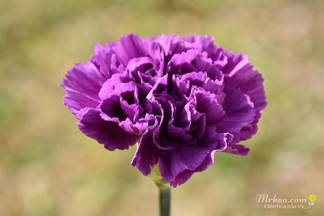 Hoa cẩm chướng màu tím