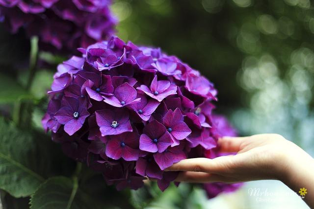 Cụm hoa cẩm tú cầu màu tím rực rỡ