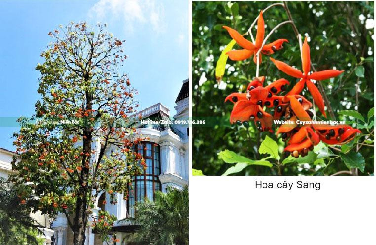 Cận cảnh chùm hoa đỏ rực rỡ của Cây Sang