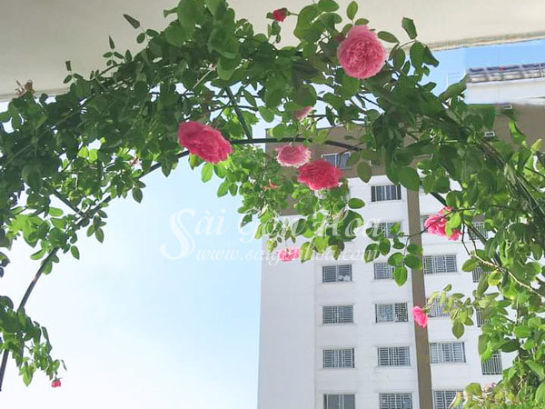 Cây hoa hồng leo phủ trên cổng nhà.