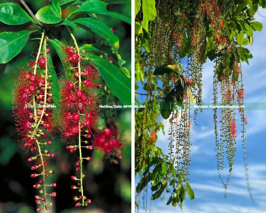 Cây lộc vừng với chùm hoa đỏ rực