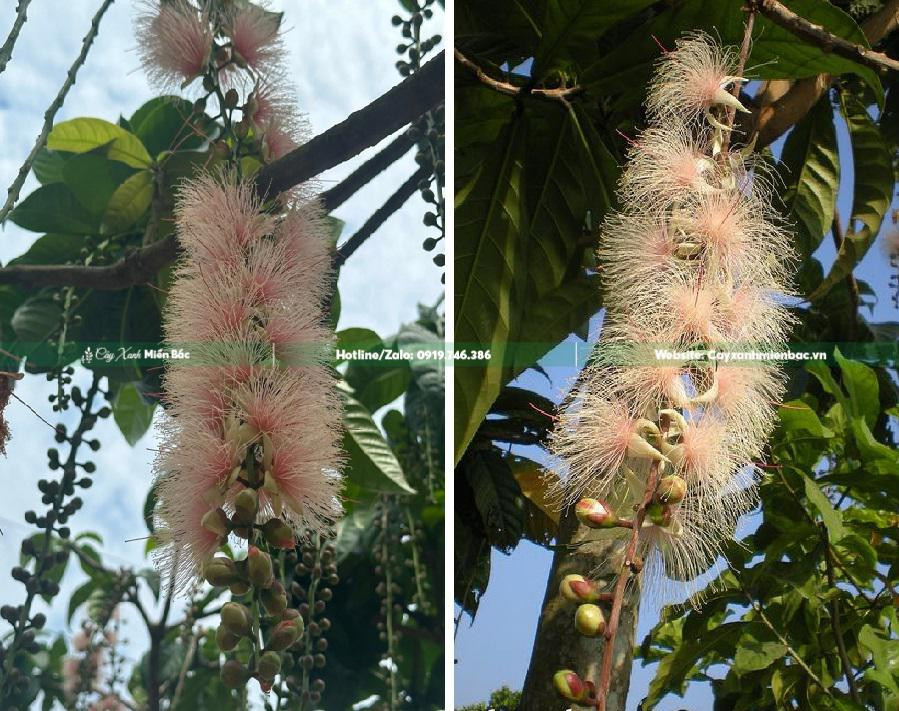 Cây lộc vừng với chùm hoa trắng tinh khôi