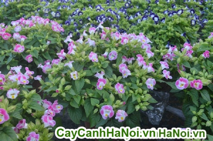 Mật độ trồng cây mắt nai cần đảm bảo thoát nước tốt