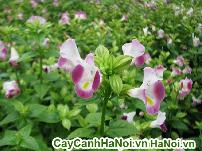 Cây mắt nhung (Alternanthera dentata) với sắc lá thay đổi theo ánh sáng
