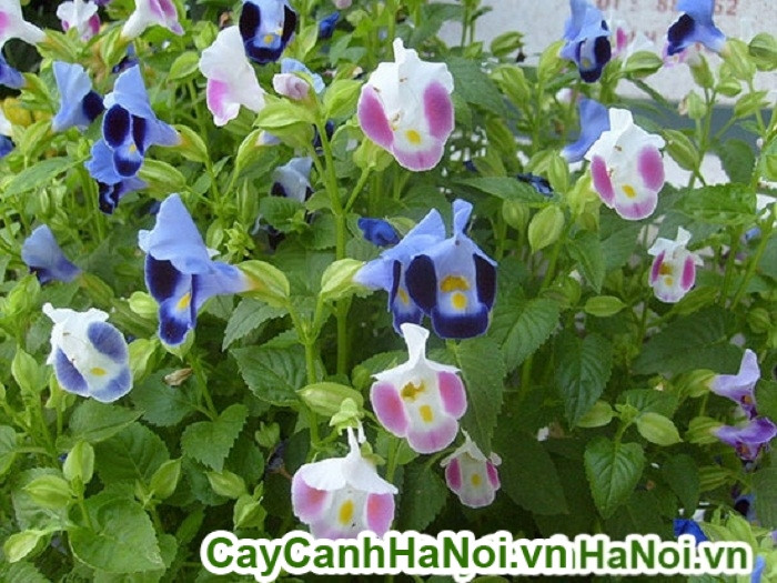 Hoa mắt nai tím đỏ làm viền bồn hoa hoặc thảm cây công trình