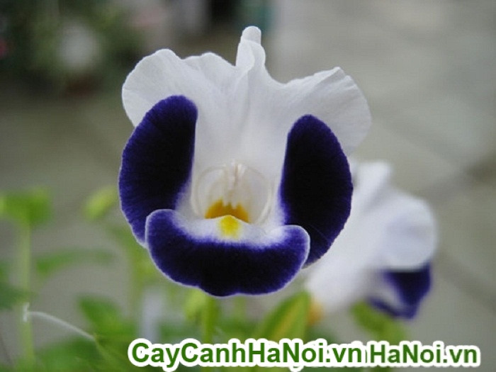 Cận cảnh lá và thân cây hoa mắt nai màu tím đỏ ấn tượng