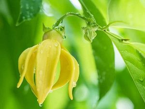 Hoa móng rồng làm quà tặng