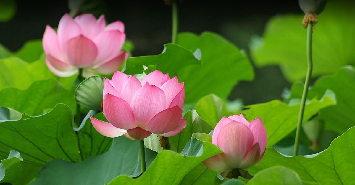 Ý nghĩa và công dụng của hoa sen