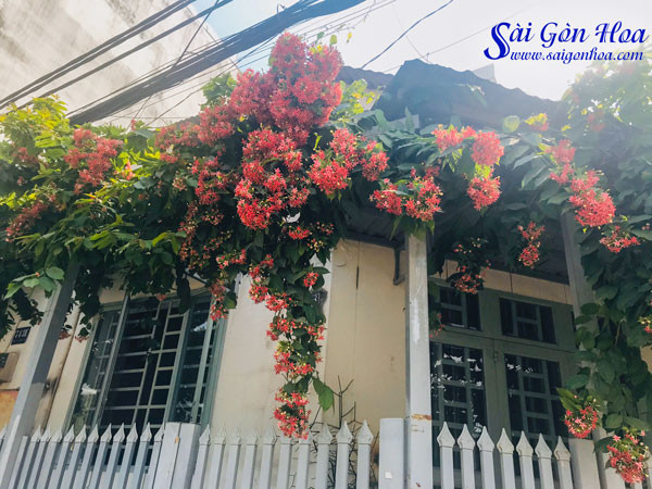Giàn hoa sử quân tử rủ xuống, tạo bóng mát.