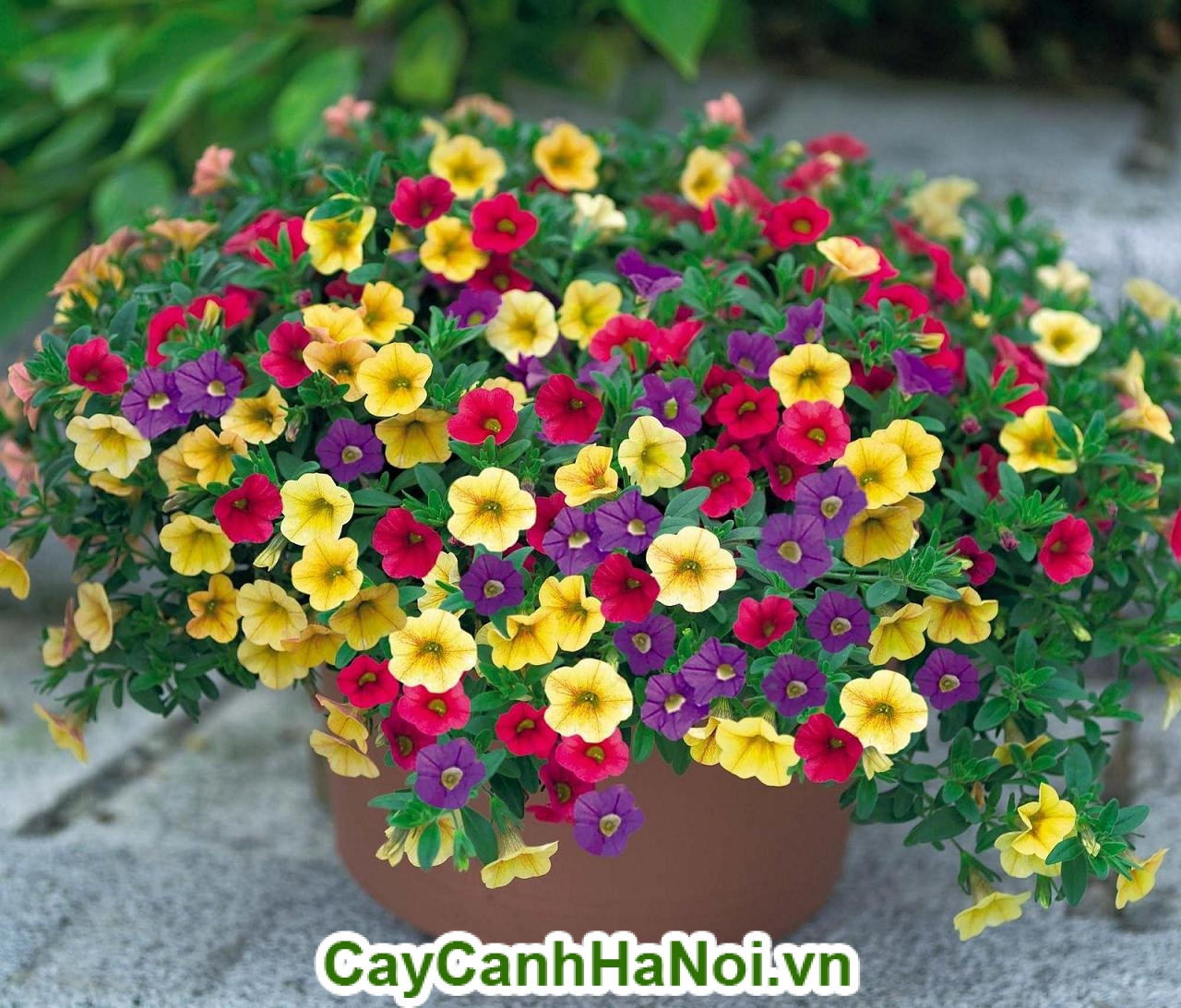 Hình ảnh tổng thể cây hoa triệu chuông với nhiều màu sắc