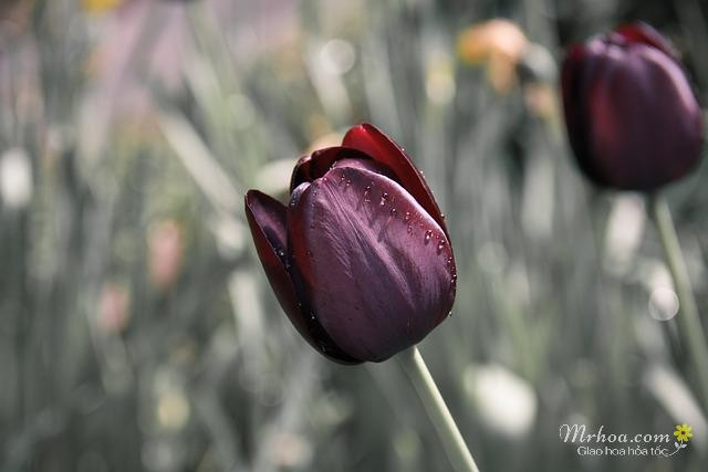 Hoa tulip màu tím duyên dáng nở rộ