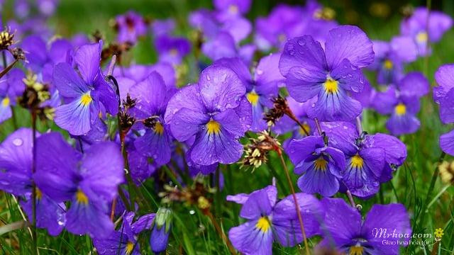 Hoa violet nhỏ xinh màu tím
