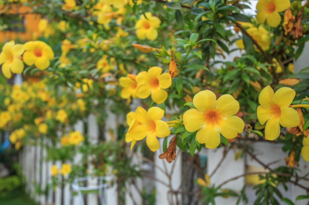 Hàng rào hoa quỳnh anh đẹp mắt và công dụng trang trí