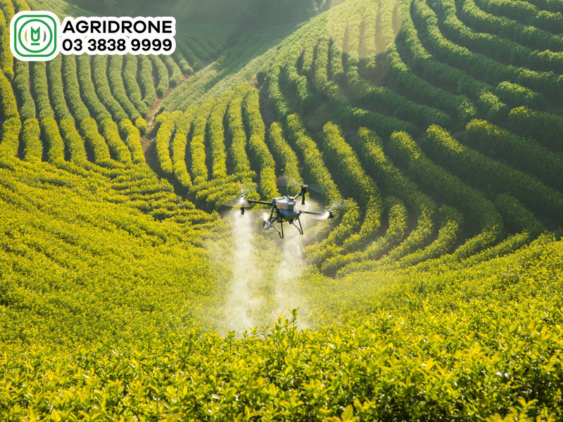 Máy bay không người lái DJI Agras T25 phun thuốc trừ sâu cho cây trồng, minh họa giải pháp phòng trừ sâu bệnh