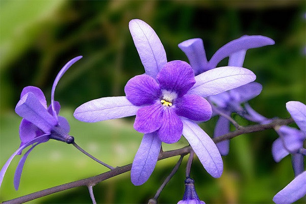 Đặc điểm của hoa mai xanh