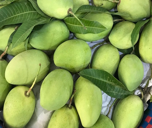 Trái xoài Cát Chu màu vàng đẹp mắt