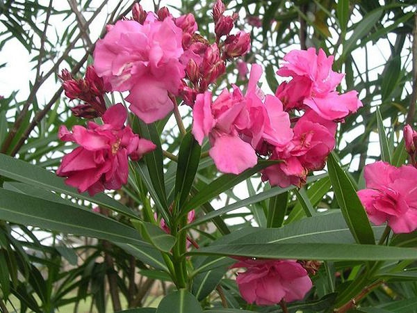Hoa trúc đào màu hồng đỏ đẹp mắt nhưng chứa độc tố