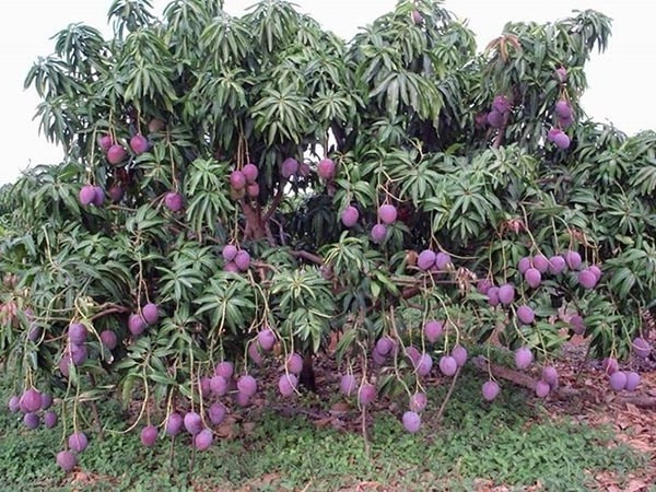 Cây xoài tím với quả có màu sắc độc đáo