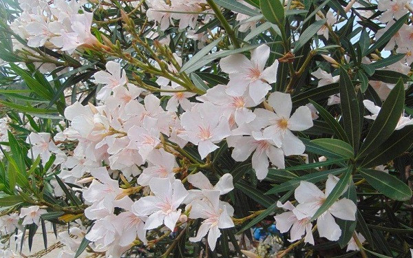 Cụm hoa trúc đào màu trắng tinh khôi