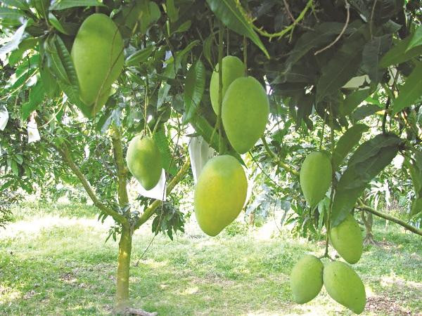 Cây xoài trưởng thành với tán lá rộng, thân gỗ lớn