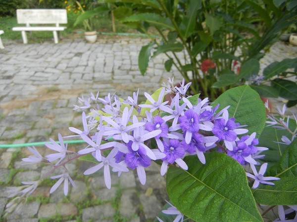Hình ảnh hoa mai xanh thông thường