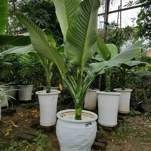 Cắt tỉa và phòng trừ sâu bệnh