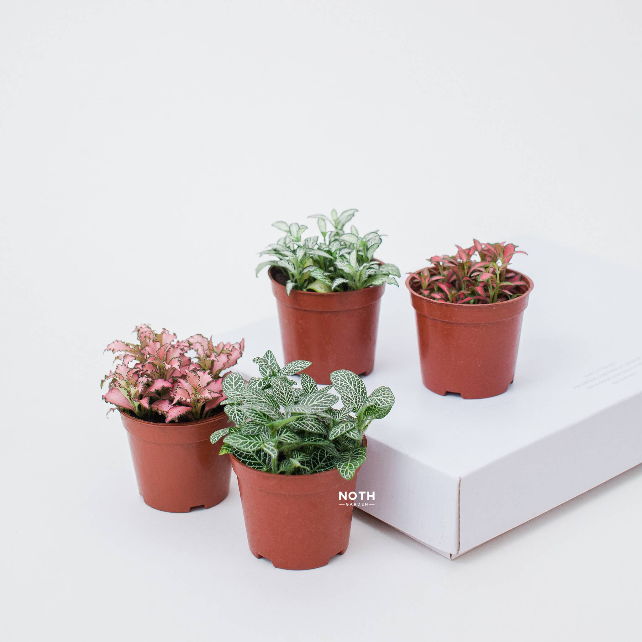 Lá cây lá may mắn (Fittonia) có gân nổi bật với giọt nước