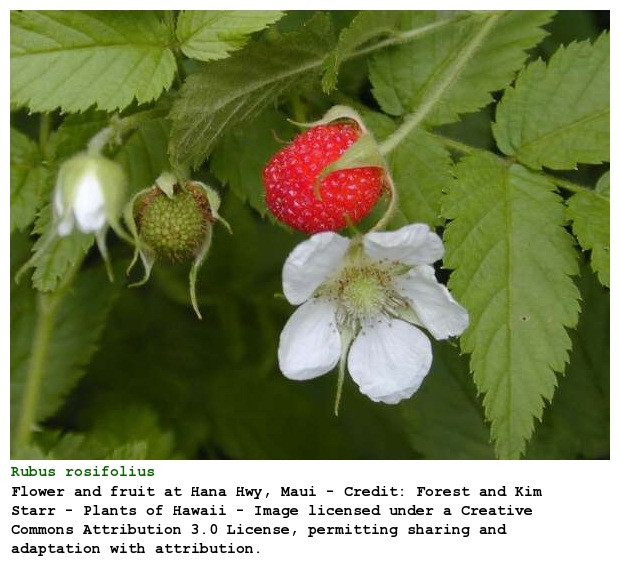 Ảnh thực tế cây hoa đồ mi (Rubus rosifolius) với nụ và hoa trắng