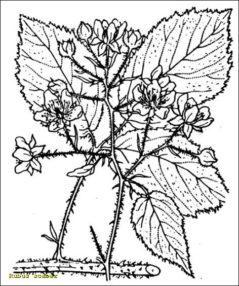 Quả non hoặc nụ của cây hoa đồ mi Rubus rosifolius
