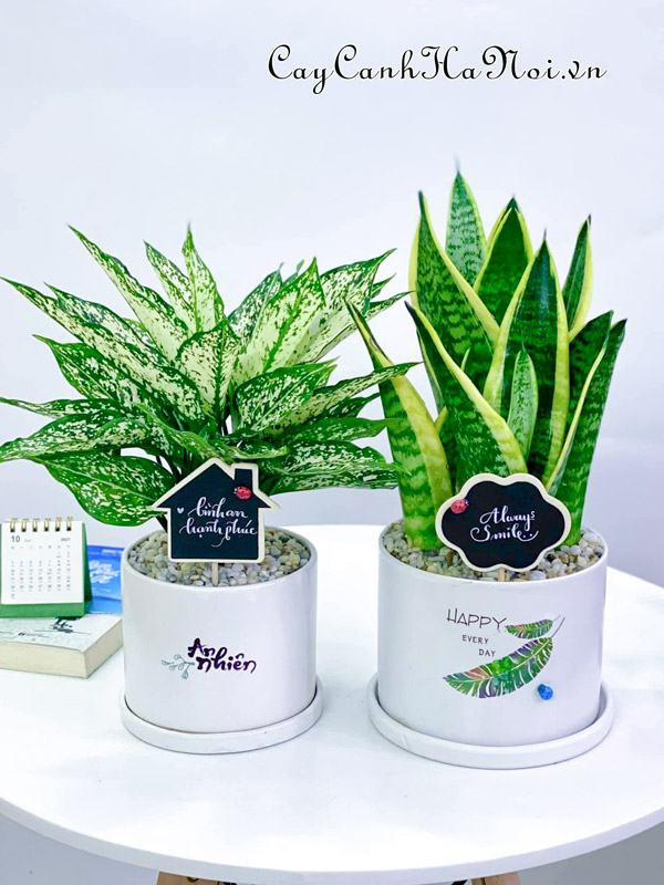 Hình ảnh minh họa: Cây cảnh phong thủy trước cửa nhà