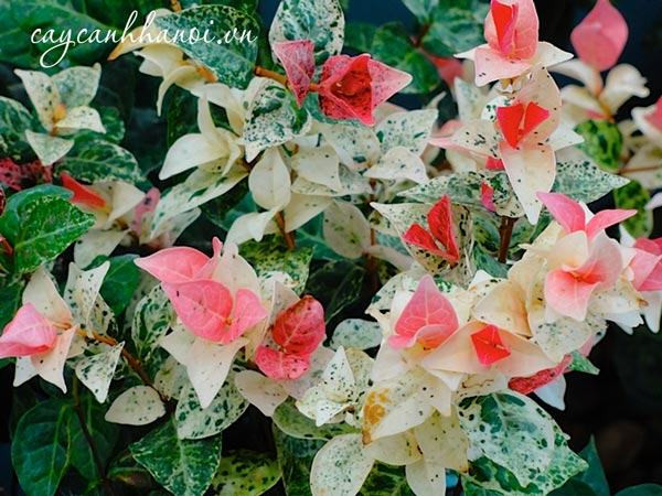 Những lưu ý quan trọng khi chăm sóc cây thằn lằn cẩm thạch giúp cây luôn xanh tốt và giữ màu lá đẹp.