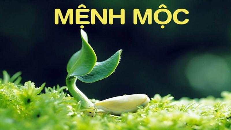 menh-moc-hop-cay-gi
