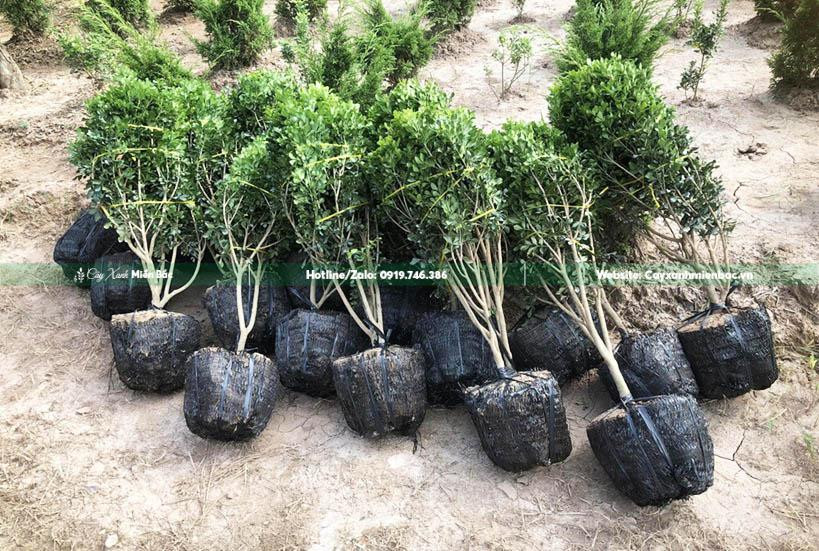 Cây hoa ngâu chuẩn bị được vận chuyển đến công trình