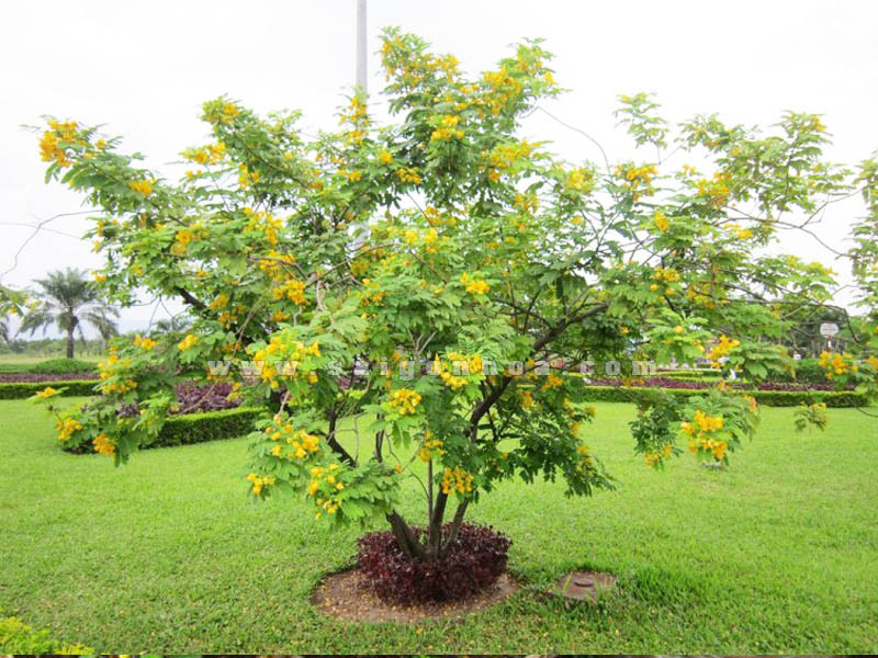 Cây muồng hoa vàng cung cấp bóng mát và làm đẹp cảnh quan