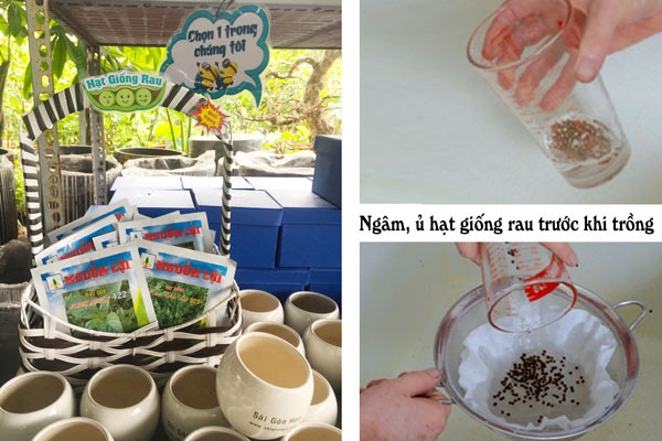Ngâm hạt giống trước khi gieo - bí quyết cho cách trồng rau tỉ lệ nảy mầm cao.