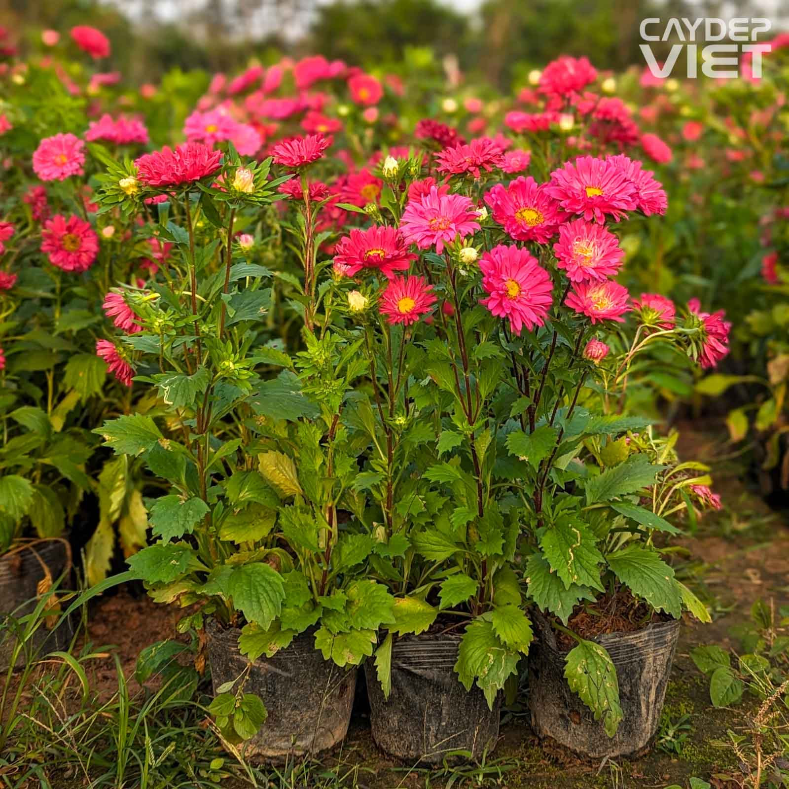 Bầu cây hoa cúc magic (cúc thúy) tại vườn ươm